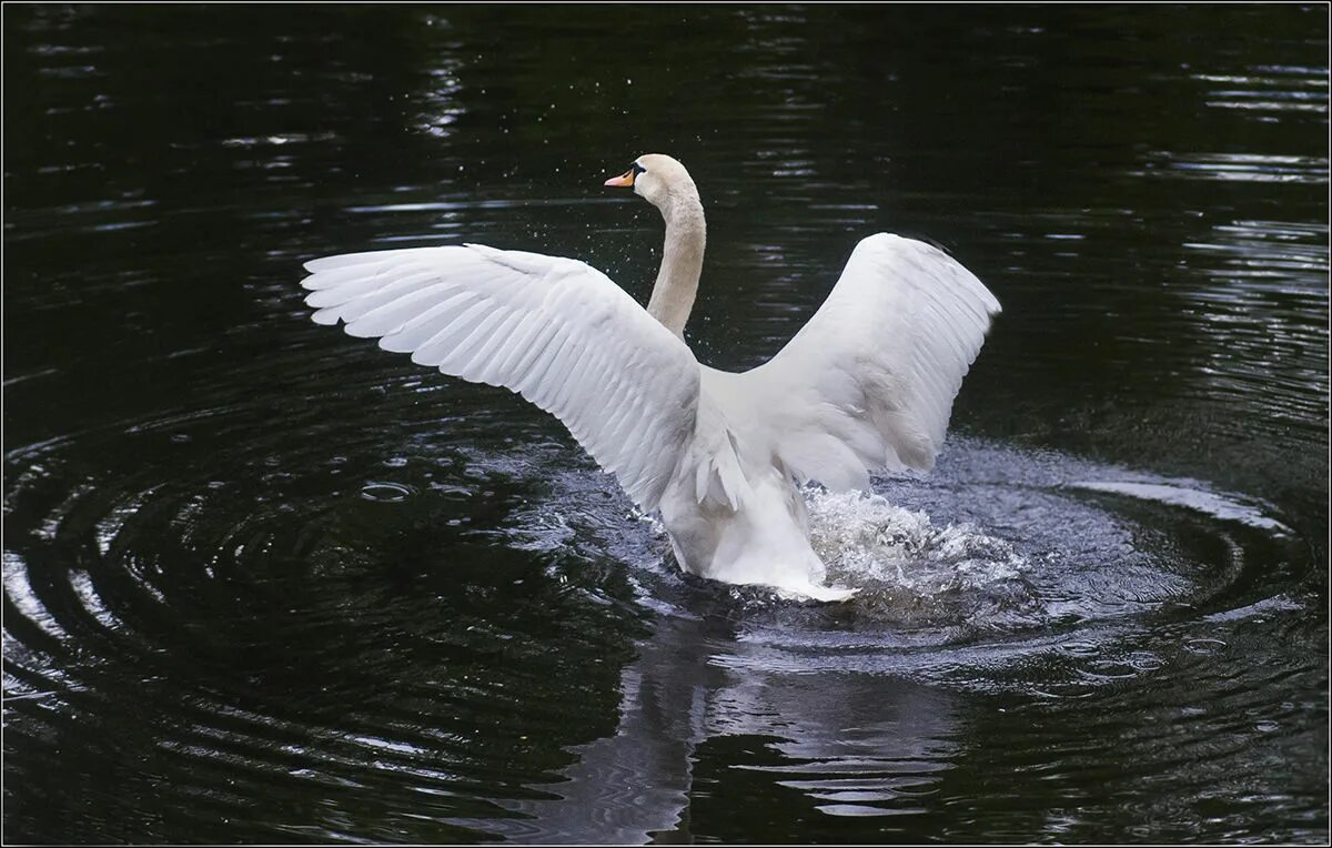 «танец лебедей». танцующие лебеди. лебеди в севастополе. лебедь танцует. танец лебедушка.