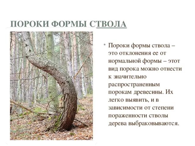 Порок русское. Пороки древесины кривизна ствола. Пороки формы ствола древесины овальность. Порок ствола сбежистость это. Пороки древесины сбежистость.