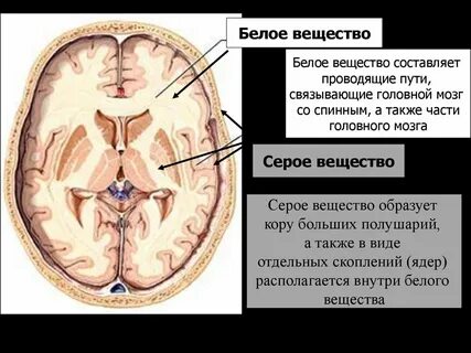 Белое вещество мозга анатомия