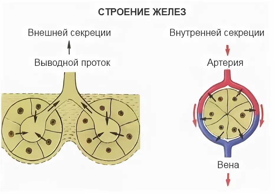 Как отличить железы. Схема строения желез внешней секреции и внутренней секреции. Схема строения желез внешней секреции. Схема железы внешней внутренней и смешанной секреции. Железы внутренней секреции строение.