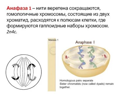 Хромосомный набор в конце анафазы митоза