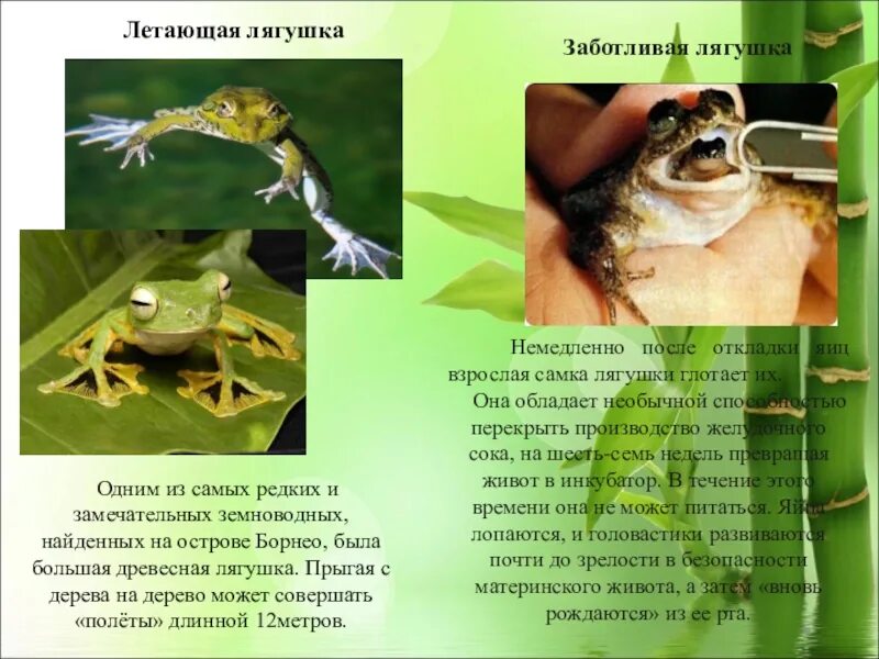 Интересные факты о лягушках. Сведения о лягушках. интересная информация о лягушках. интересные факты о лягушках для детей.