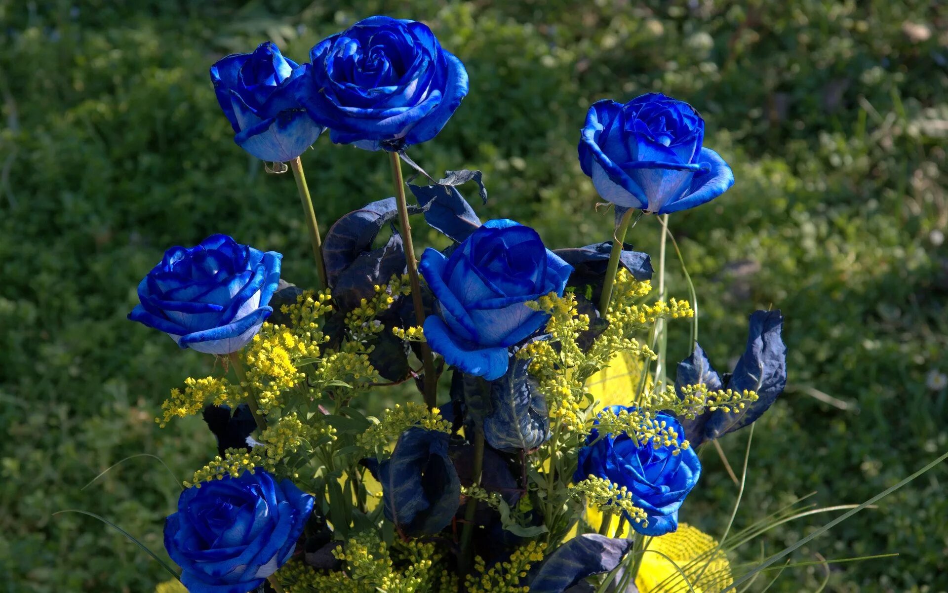 Фотография синего цвета. Роза Голландия Блю. Роза гр Блу Апплаус. Синие кустовые розы. Синие розы саженцы.