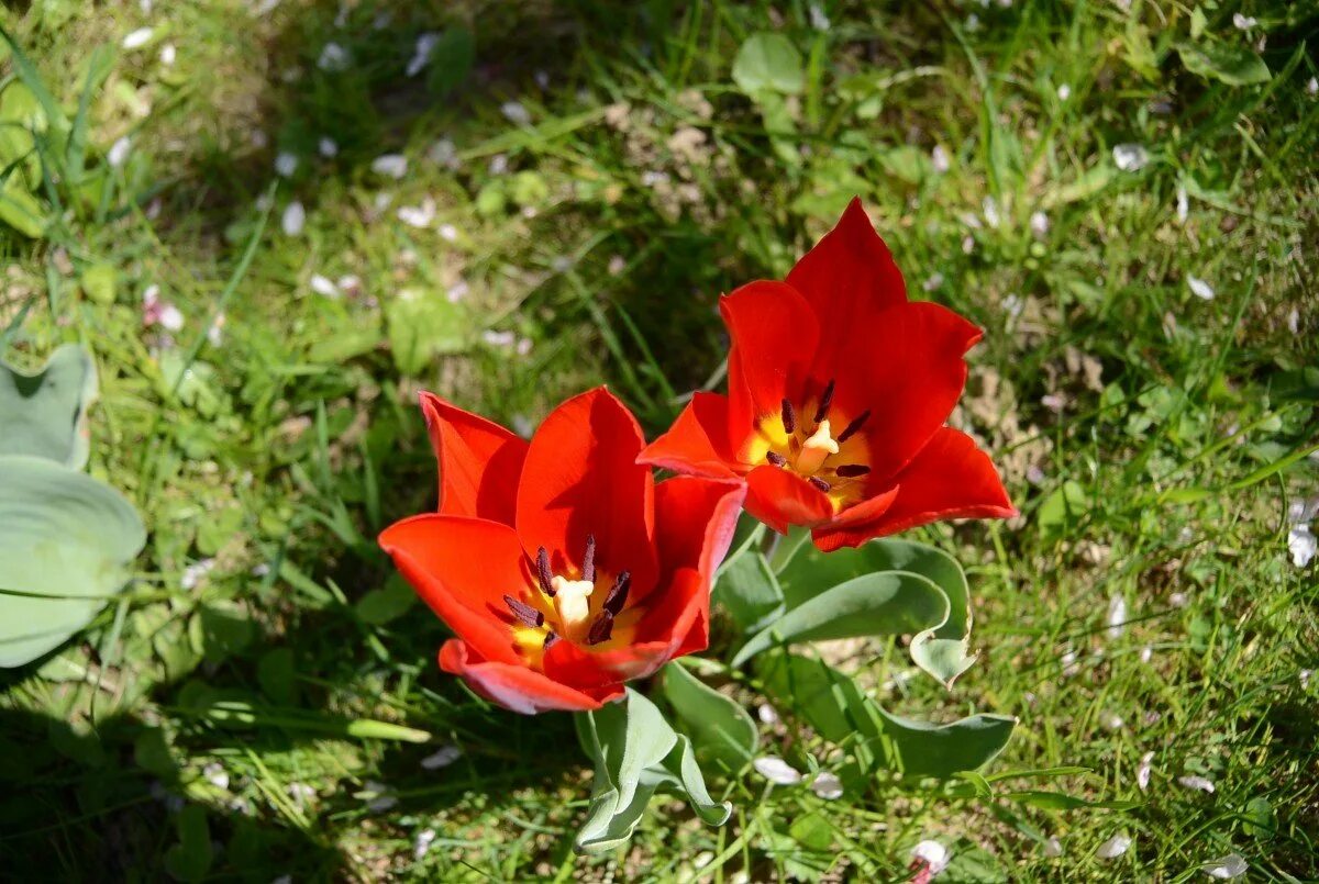 Тюльпан двухцветковый. Тюльпан двухцветковый (Tulipa biflora Pall.). Тюльпан двуцветковый Крым. Тюльпан двухцветковый красная книга. Тюльпан двуцветковый