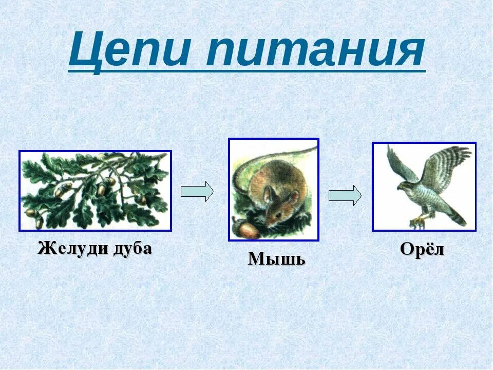 Составить цепи питания окружающий мир. 2-3 Пищевых цепочек. Пищевая цепочка питания животных. 2 Цепочки питания животных. Цепи питания 3 класс.