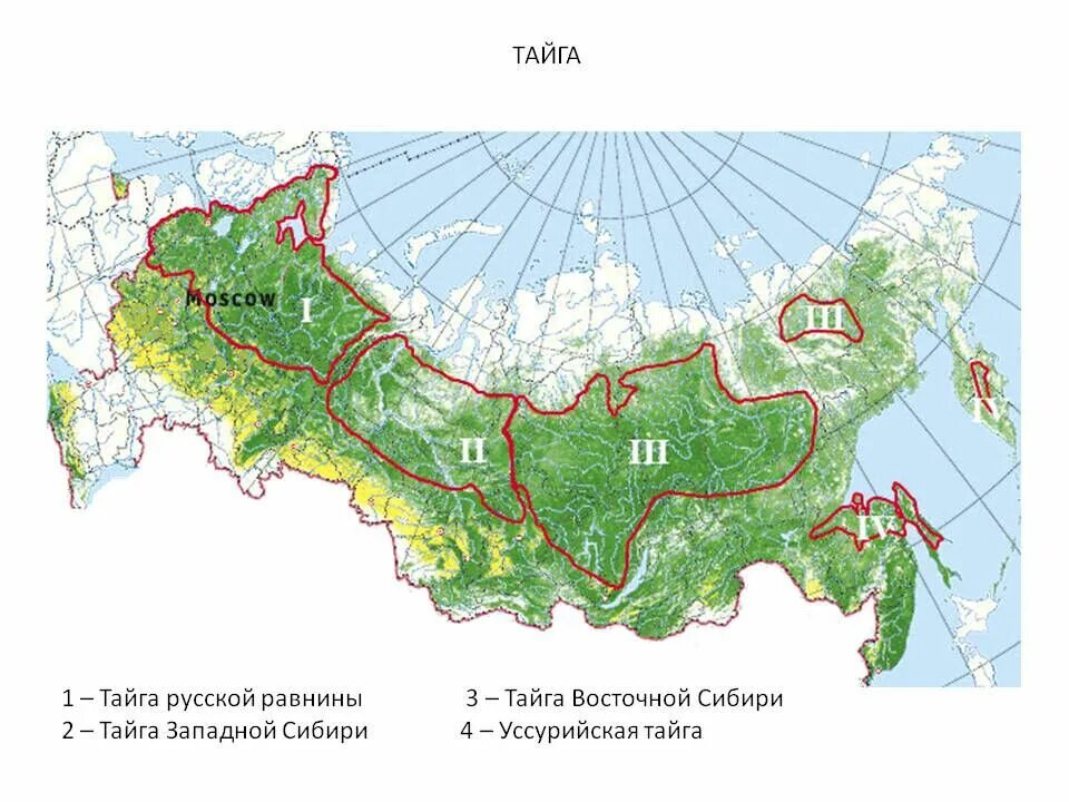 На каких территориях расположена тайга. Географическое положение тайги в России на карте. Карта природных зон России 4 класс Тайга. Карта России Тайга Сибирь. Территория тайги на карте России.