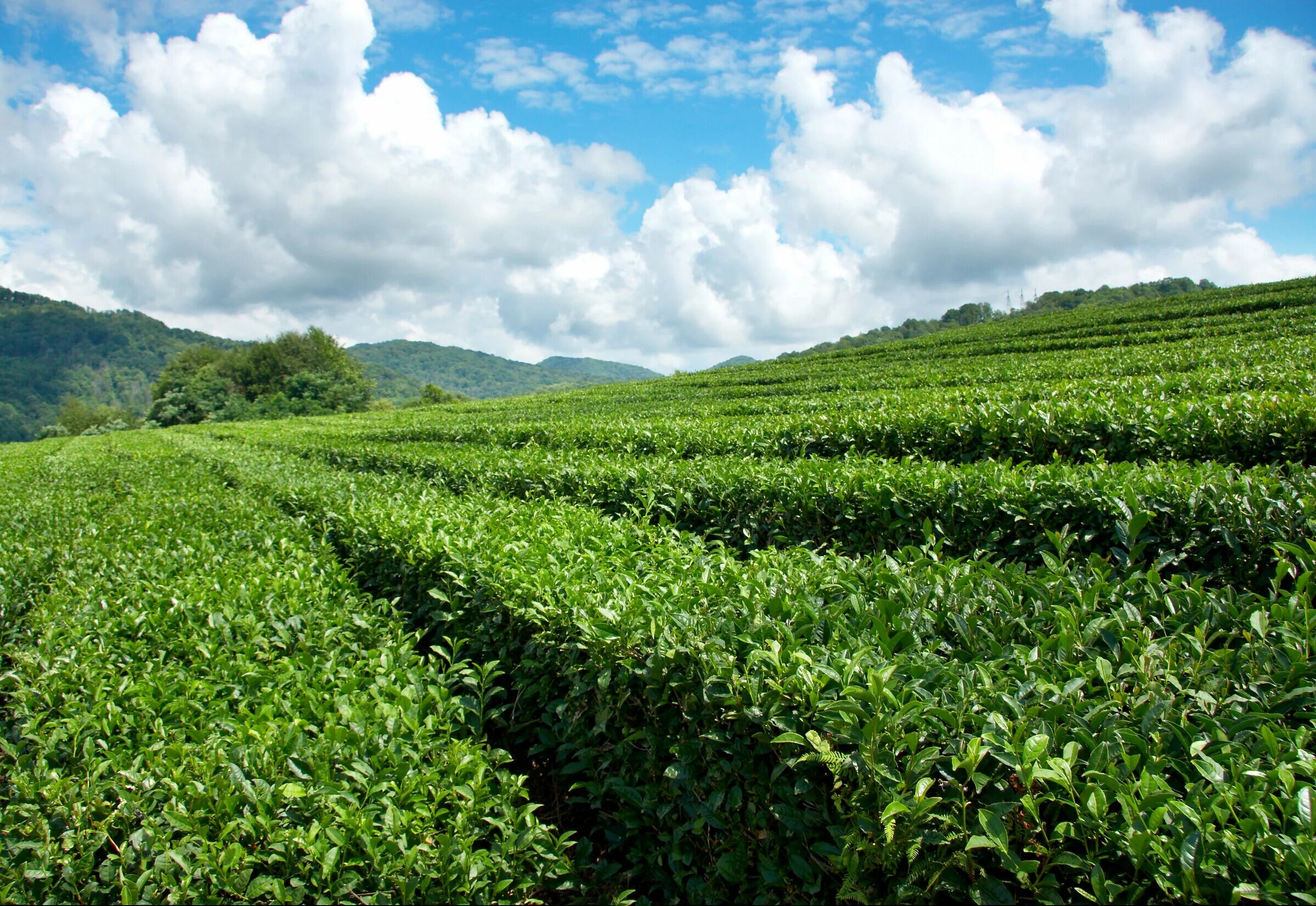 Виды плантаций. Чайные плантации Сочи Мацеста. Мацеста чай плантации. Чайные плантации Мацеста чай. Мацеста чай плантация Сочи.