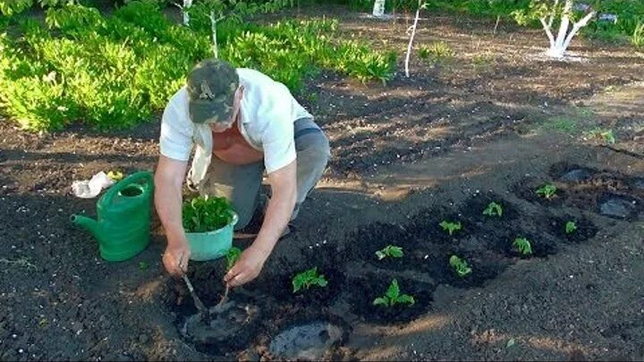 Высадка рассады томатов в открытый грунт. Высадка рассады в открытый грунт. Высадка томатов в открытый грунт. Посадка помидор в открытый грунт. Высаживание помидоров в открытый грунт.