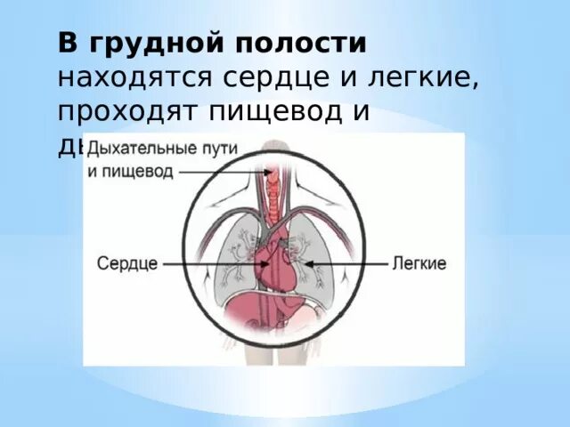 Заболевания грудной полости. Пищевод и легкие в грудной полости. В грудной полости располагается. В грудной полости не расположена. Строение тела человека с дыхательными путями и пищеводом.