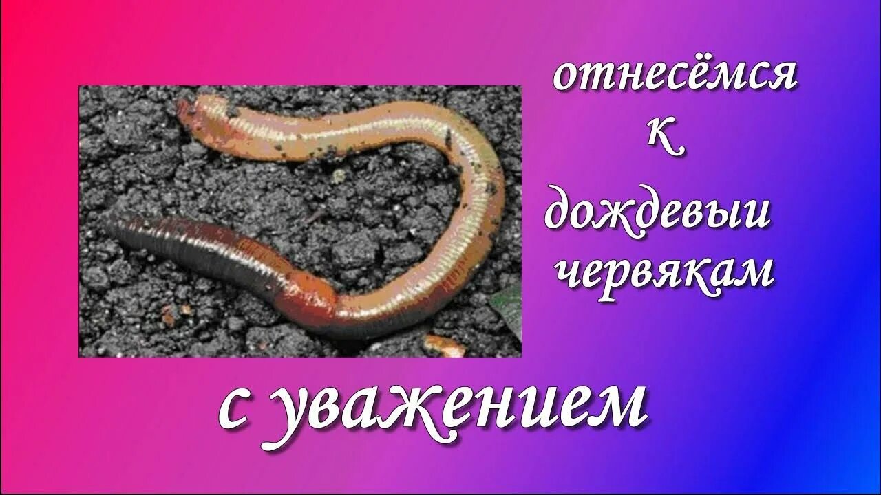 Дождевой червь относится к группе. Дождевой червь относится. Дождевые черви являются.