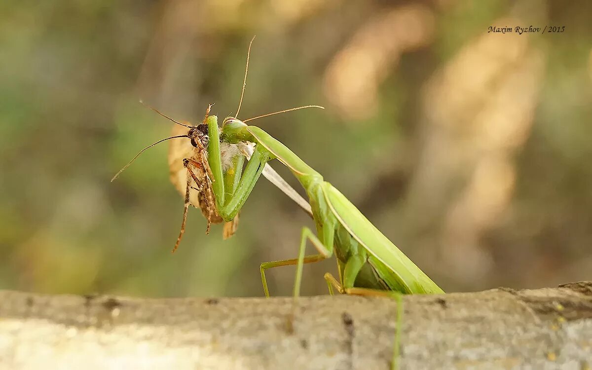 ,богомол обыкновенный охотится. Самка богомола насекомое. Ischnomantis gigas богомол. Богомол охотится. Изумрудный богомол.