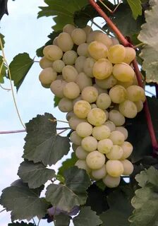 Виноградное ставропольский