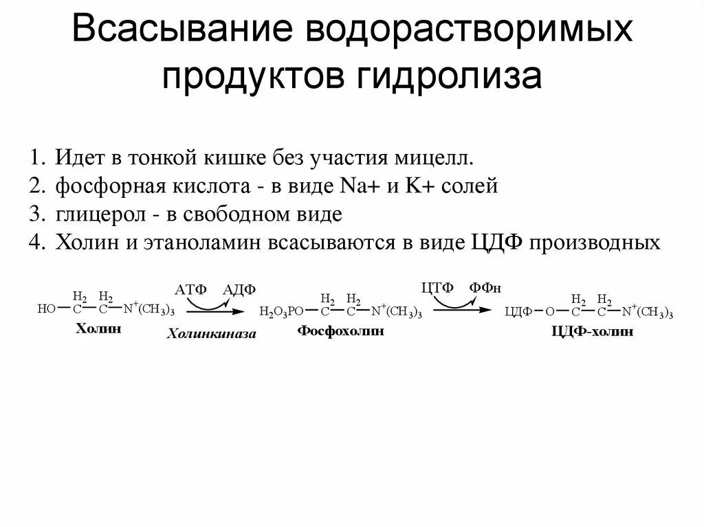 Продуктом водного гидролиза является. Всасывание продуктов гидролиза. всесывание продуктовгидролиза. всасывание продуктов гидролиза липидов. всасывание продуктов гидролиза фосфолипидов.