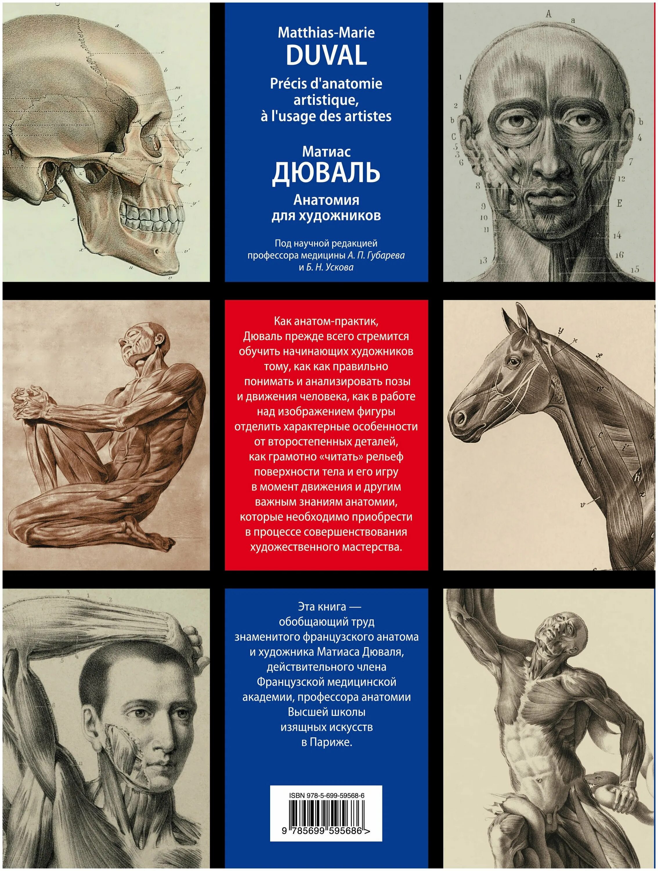 учебник по анатомии для художников. книга по анатомии человека для художников. учебник по анатомии для художников. кузнецов пластическая анатомия человека для художников. могилевцев анатомия фигуры человека.