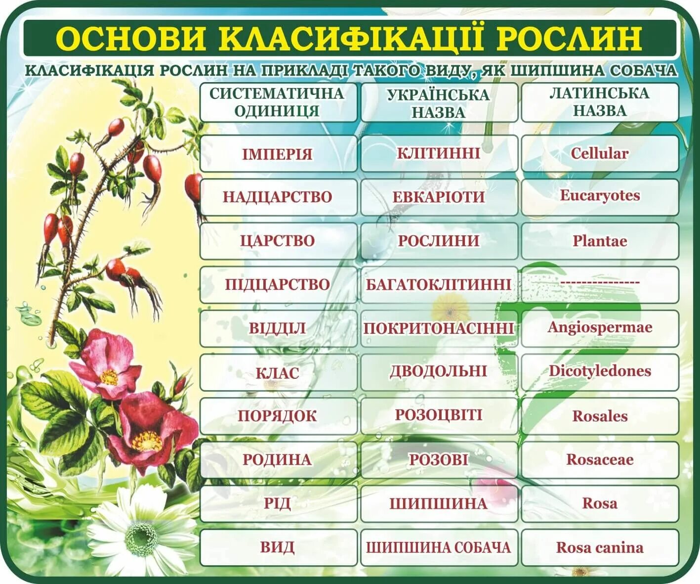 Что такое классификация растений. Классификация растений. систематика растений. класифікація рослин. классификация растений и животных.
