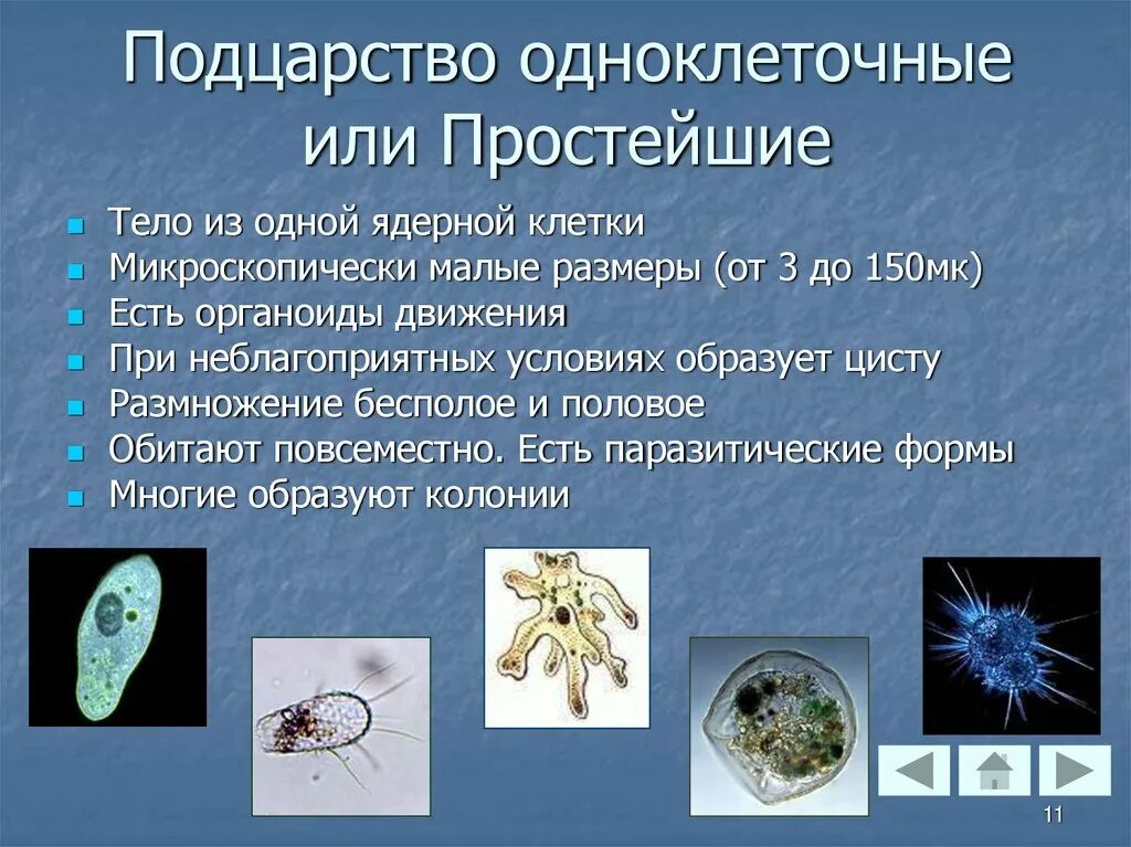 Список простейших организмов. Простейшие Подцарство животных. Одноклеточные животные. Подцарство одноклеточные. Подцарство одноклеточных животных.