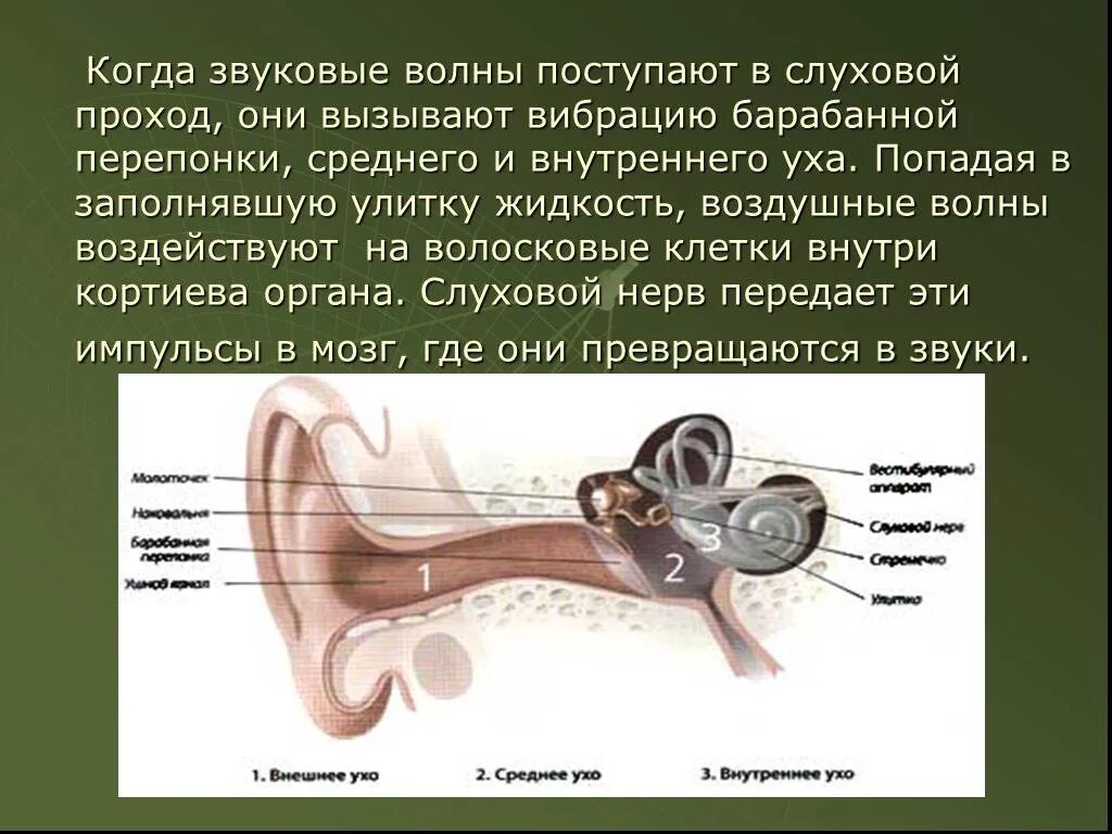 Ухо и звуковые волны. Древний слуховой аппарат. Слуховой аппарат человека в физике. Барабанная перепонка вибрирует. Колебание барабанной перепонки передача импульсов