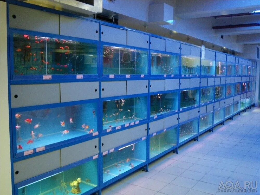 Продать аквариумных рыбок. Зоомагазин аквариум. Магазин аквариумов. Аквариумные рыбки в зоомагазине. Стеллаж для аквариума.
