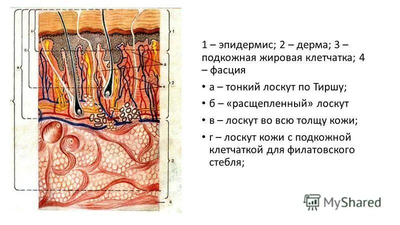 строение кожи эпидермис дерма подкожная клетчатка. гиподерма это подкожная жировая клетчатка. эпидермис 2) дерма 3) гиподерма. источник развития дермы кожи. строение эпидермиса.