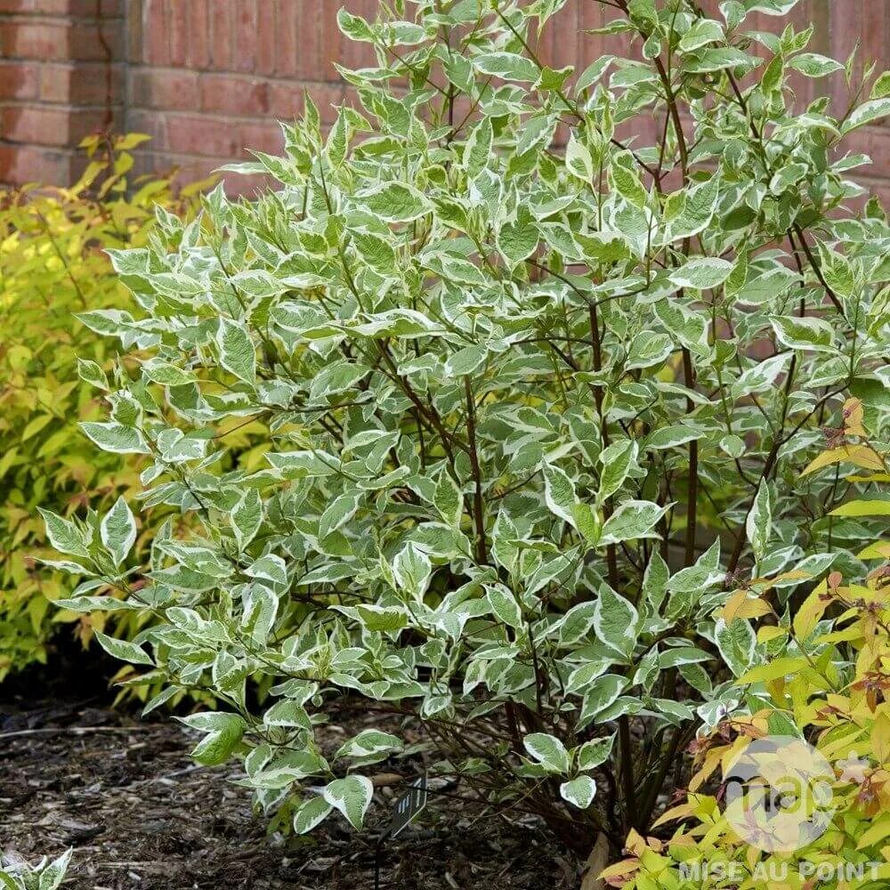 Дерен Ауреа Элегантиссима. Дерен белый 'elegantissima'. Дерен Элегантиссима (Cornus Alba elegantissima).