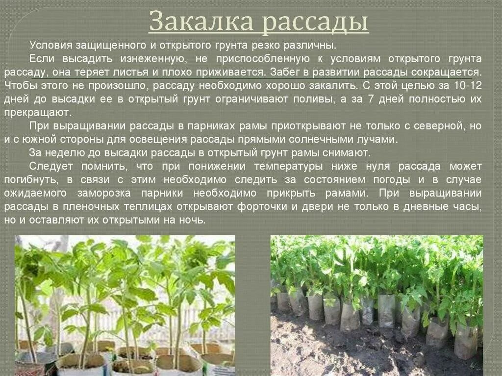 Закалка рассады. Закаливание рассады. Технология возделывания томата в защищенном грунте. Защищенный и открытый грунт. Температура для выращивания рассады томатов