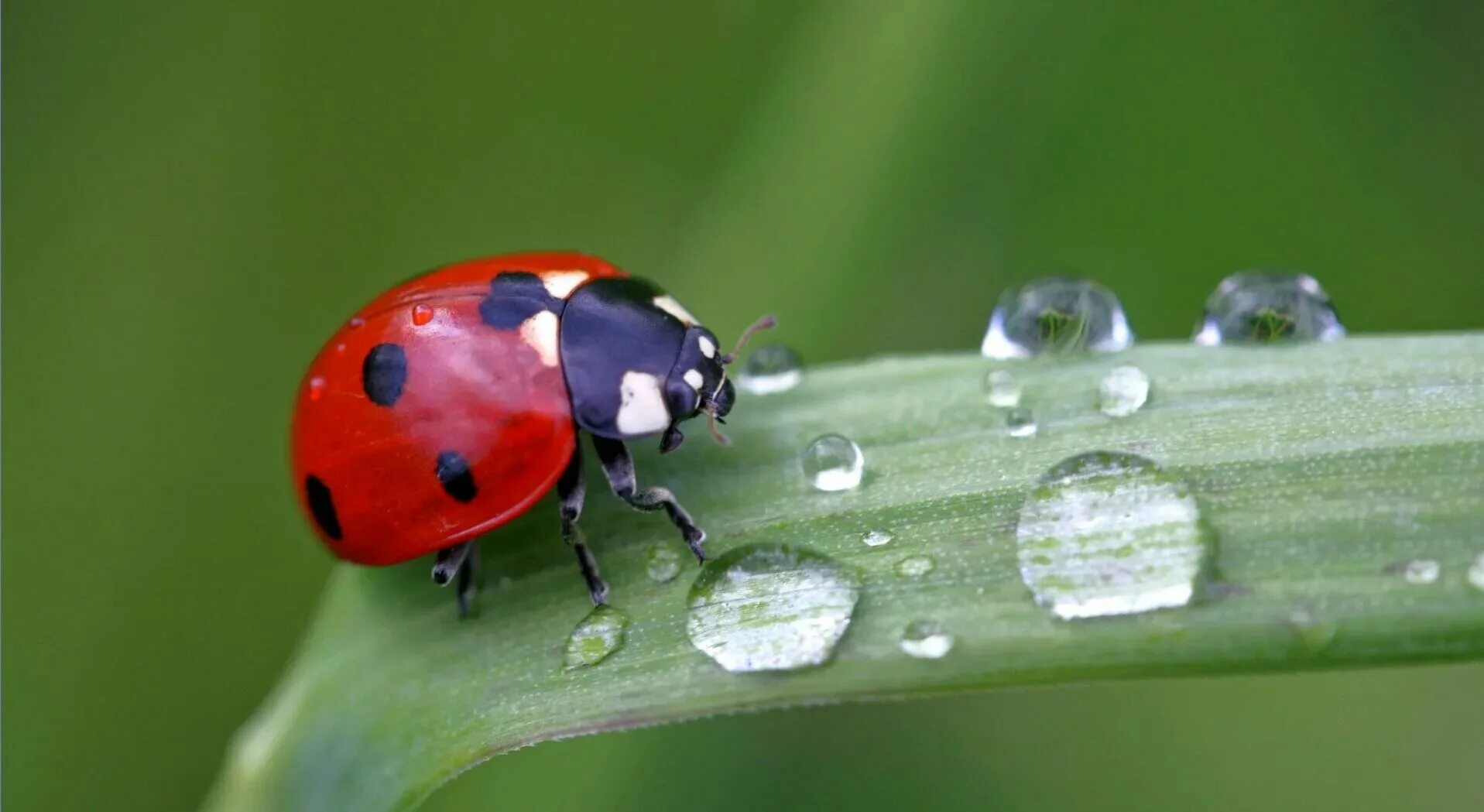 Включи божья коровка. Божьи коровки. Божьи коровки (Coccinellidae). Жук Божья коровка. Божья коровка Божья коровка Божья коровка Божья коровка.