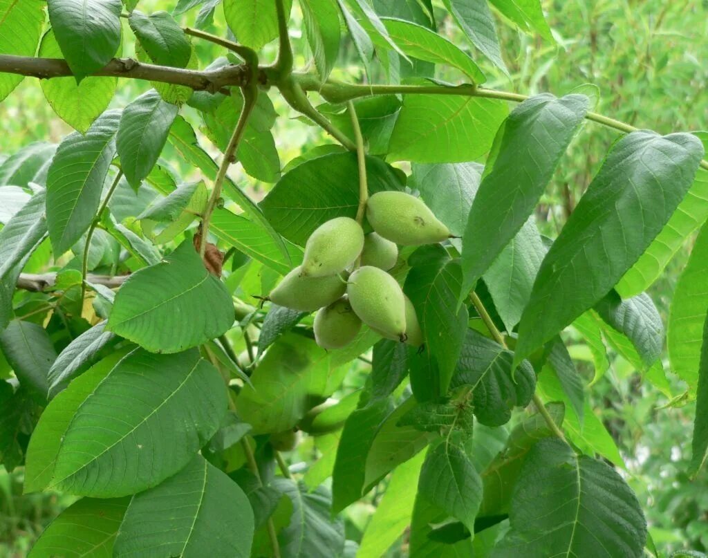 Орех маньчжурский (Juglans nigra l.). Орех маньчжурский (Juglans mandshurica). Орех маньчжурский(Juglans mandshurica Maxim). Орех маньчжурский Júglans mandshúrica.