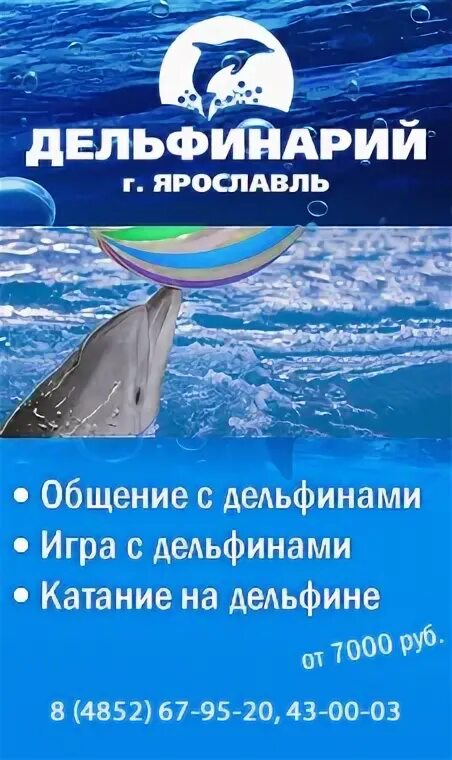 Дельфинарий ярославль купить. Сертификат в дельфинарий. Подарочный сертификат на плавание с дельфинами. Дельфинарий Ярославль.