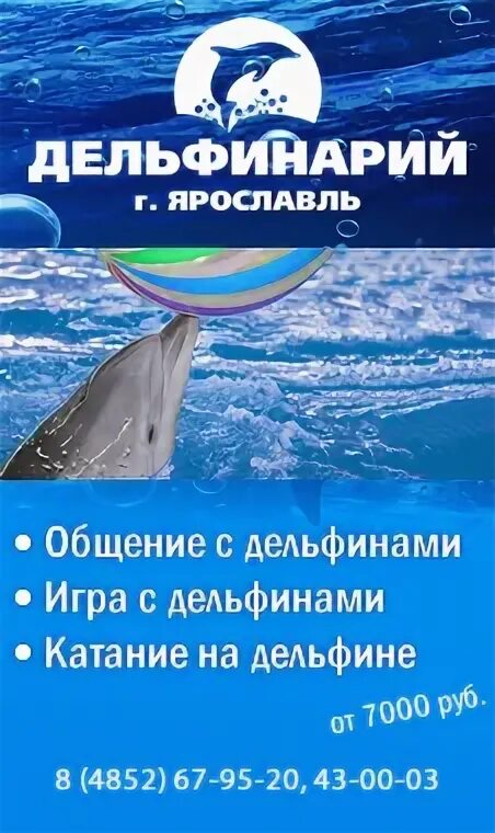 Ярославский дельфинарий 2025. Ярославский дельфинарий 2025