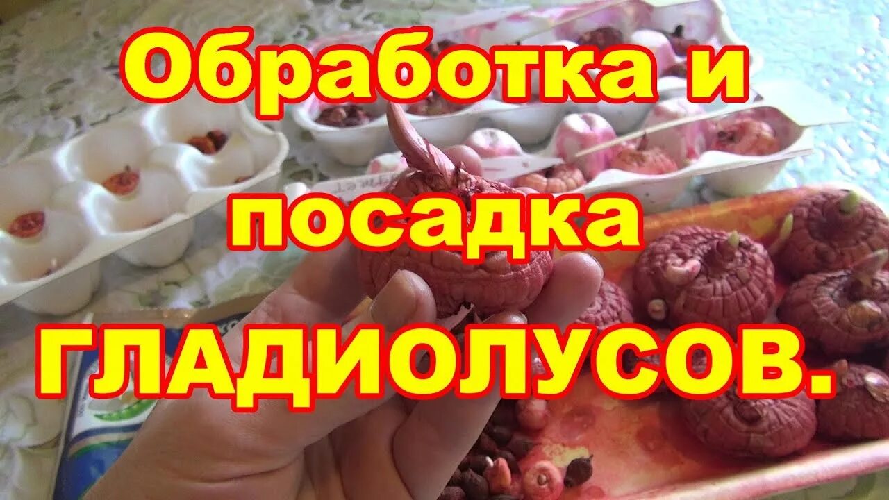 Обработка гладиолусов перед посадкой от трипсов. Обработка луковиц гладиолусов. обработка луковиц гладиолусов перед посадкой. обработка гладиолусов перед посадкой весной от болезней и вредителей. обработка гладиолусов перед посадкой весной.