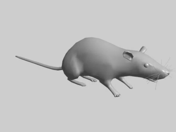 Модель мыши для 3d печати. Мышка животное. Шиншилла 3д модель. Мышка 3ds max. Мышь 3d модель.