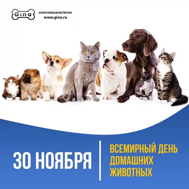 30 ноября день животных. Всемирный день домашних животных (World Pets Day). 30 Ноября Всемирный день домашних животных (World Pets Day). Сегодня день домашних питомцев. 20 Февраля день домашних питомцев.