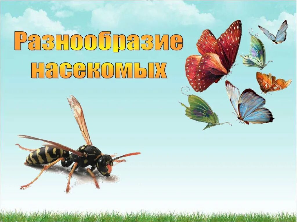 Класс насекомые многообразие. Разнообразие насекомых. Насекомые презентация. Презентация по биологии. Презентация по биологии на тему насекомые.