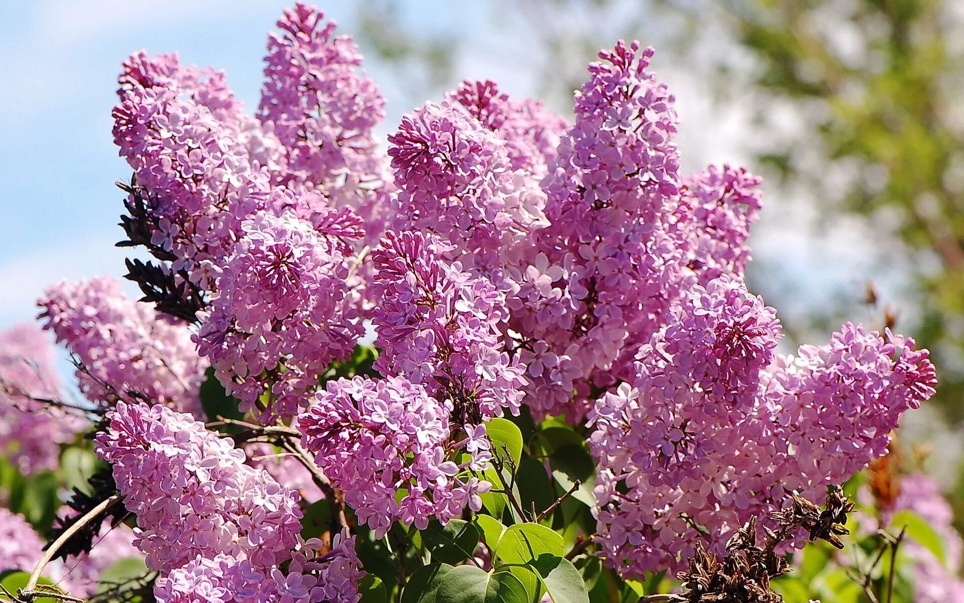 Дерево черемухи сирени. Цветущий куст сирени. Сирень никитинская. Сирень вольфа куст. Сирень (syringa галина уланова).