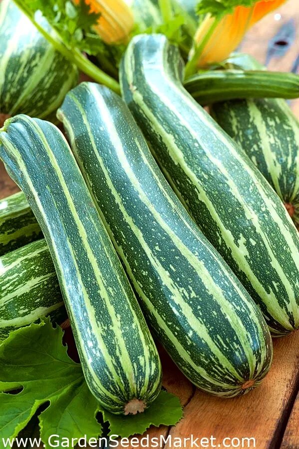 Полосатый кабачок. Кабачок цуккини зебра. Кабачок цуккини зебра. Полосатый кабачок. Полосатый грушевидный кабачок.