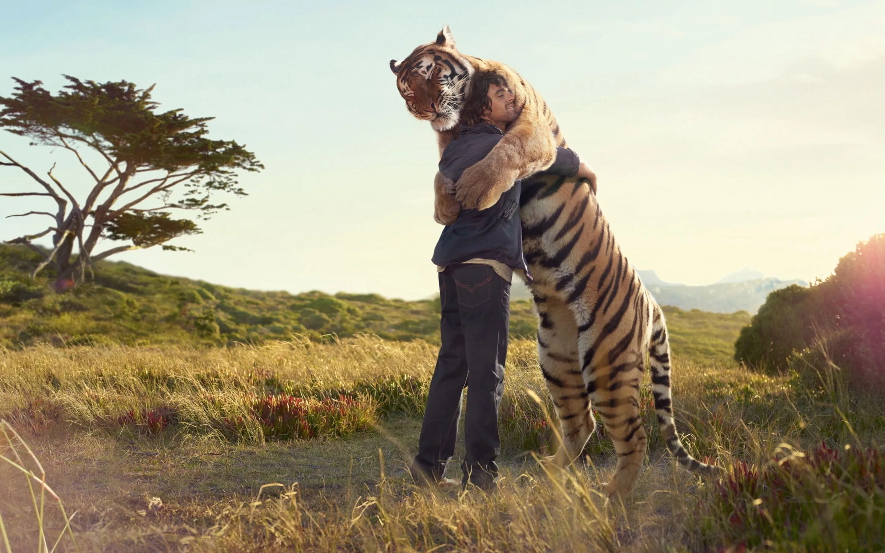 Люди и животные. Тигр обнимается с человеком. Тигр обнимает человека. Дикие животные и человек. Терпеливые животные