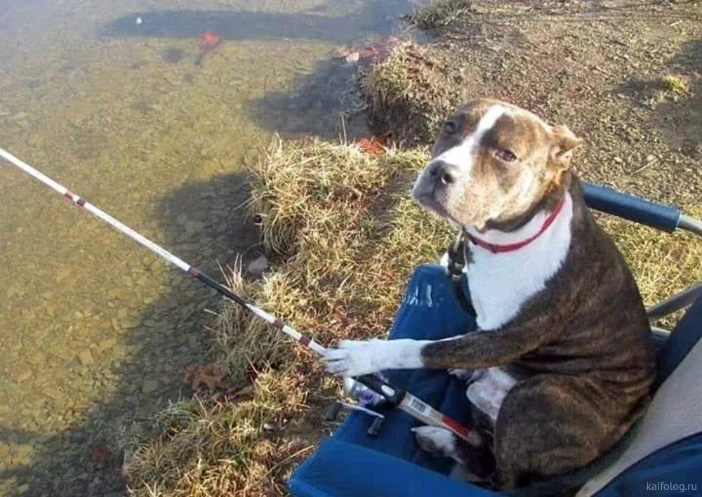 Собака рыбак