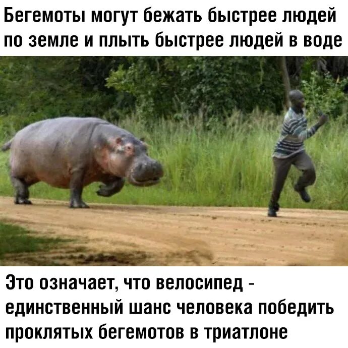Бегемот и кончились люди. Бегемот бежит. бегемот бегает. бегемот бежит за человеком.