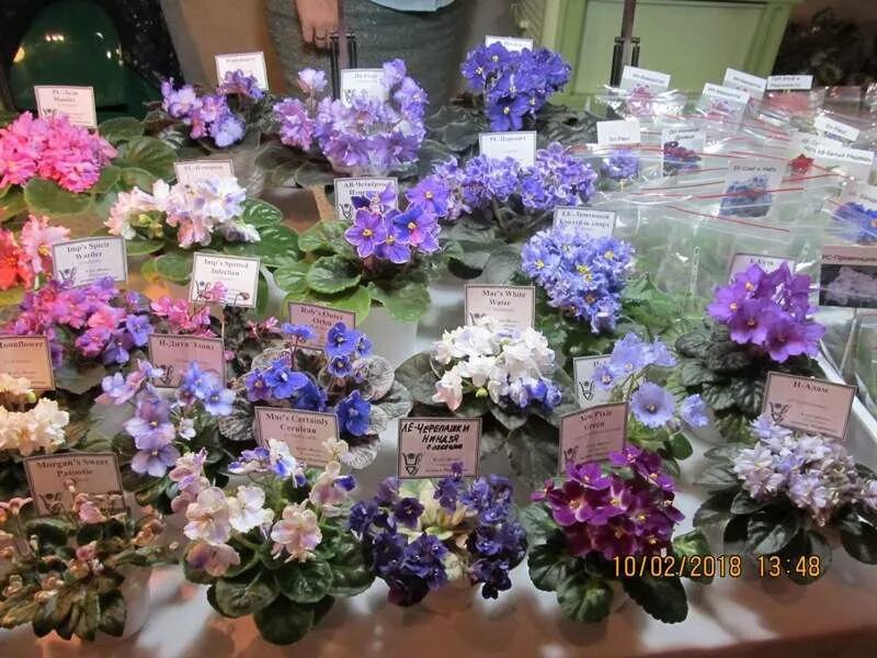 фиалка центр ввц черенки