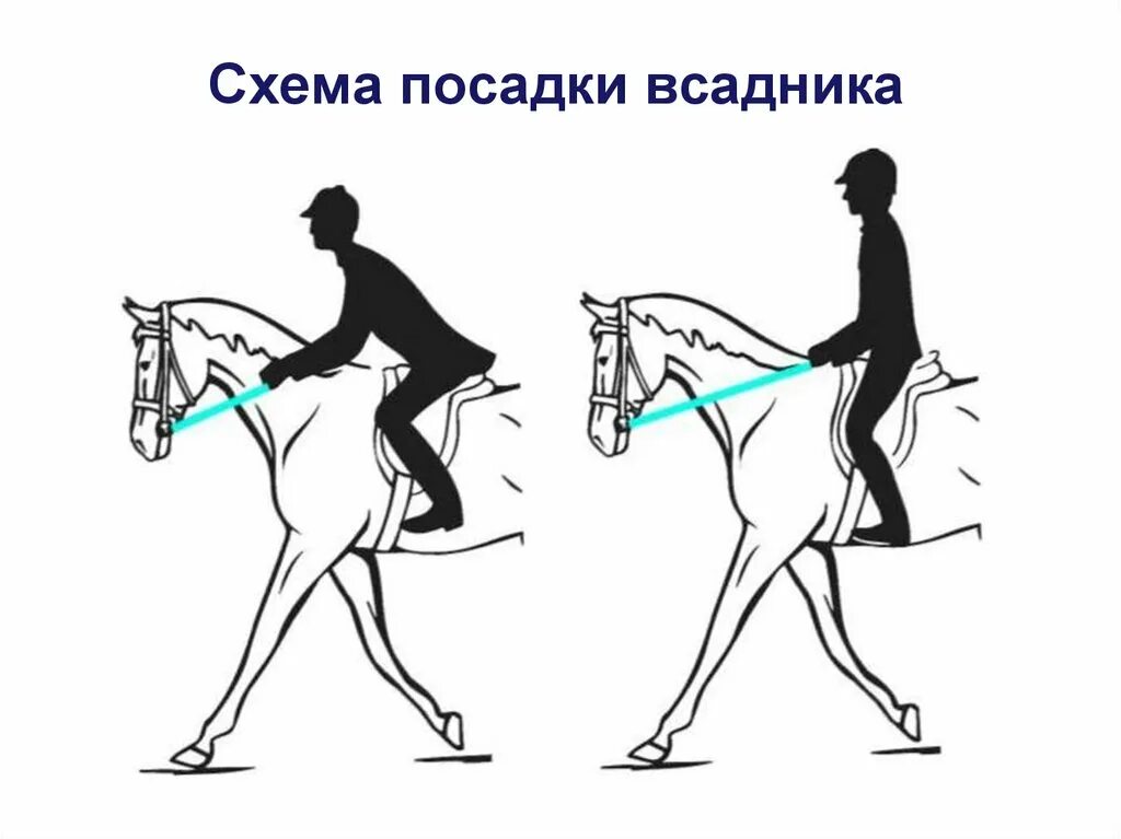 Правильная посадка всадника на лошади. Человек в седле референс. Выездковая посадка всадника. Правильная посадка в седле на лошади.