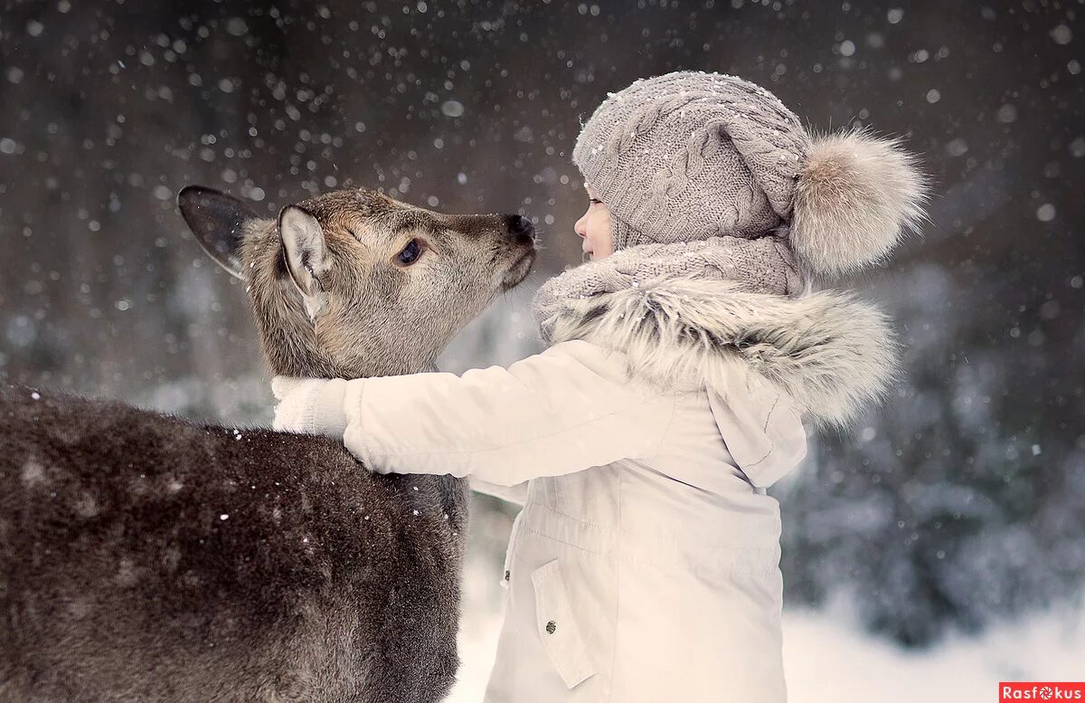 зимняя фотосессия с лисой. зимние собаки. звери в зимнем лесу. животные и люди зимой. животные на улице зимой.