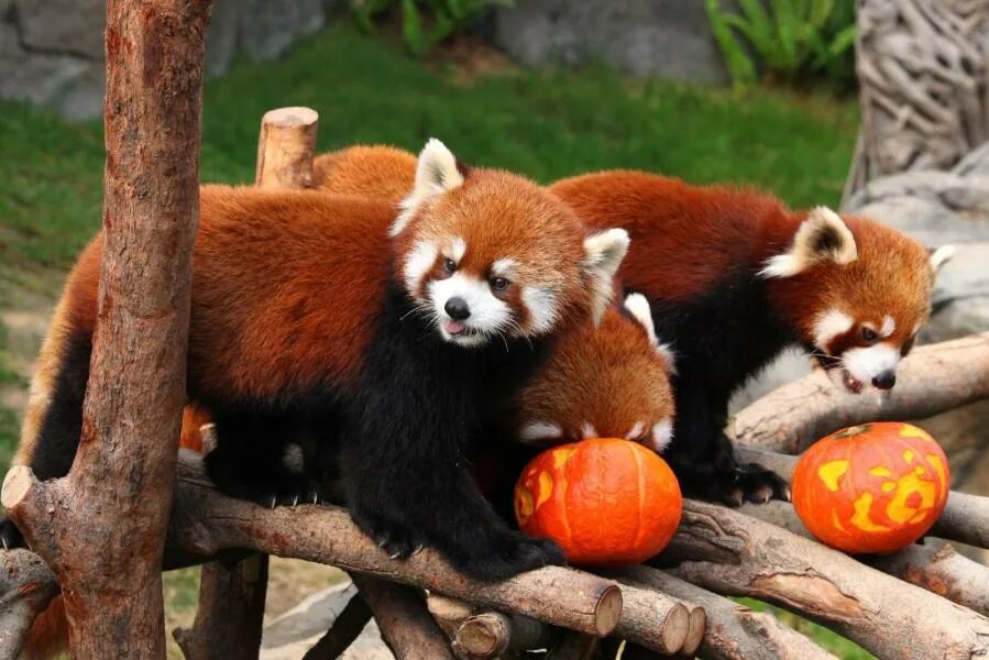 Petition - Help the red pandas! - United States - Change.org