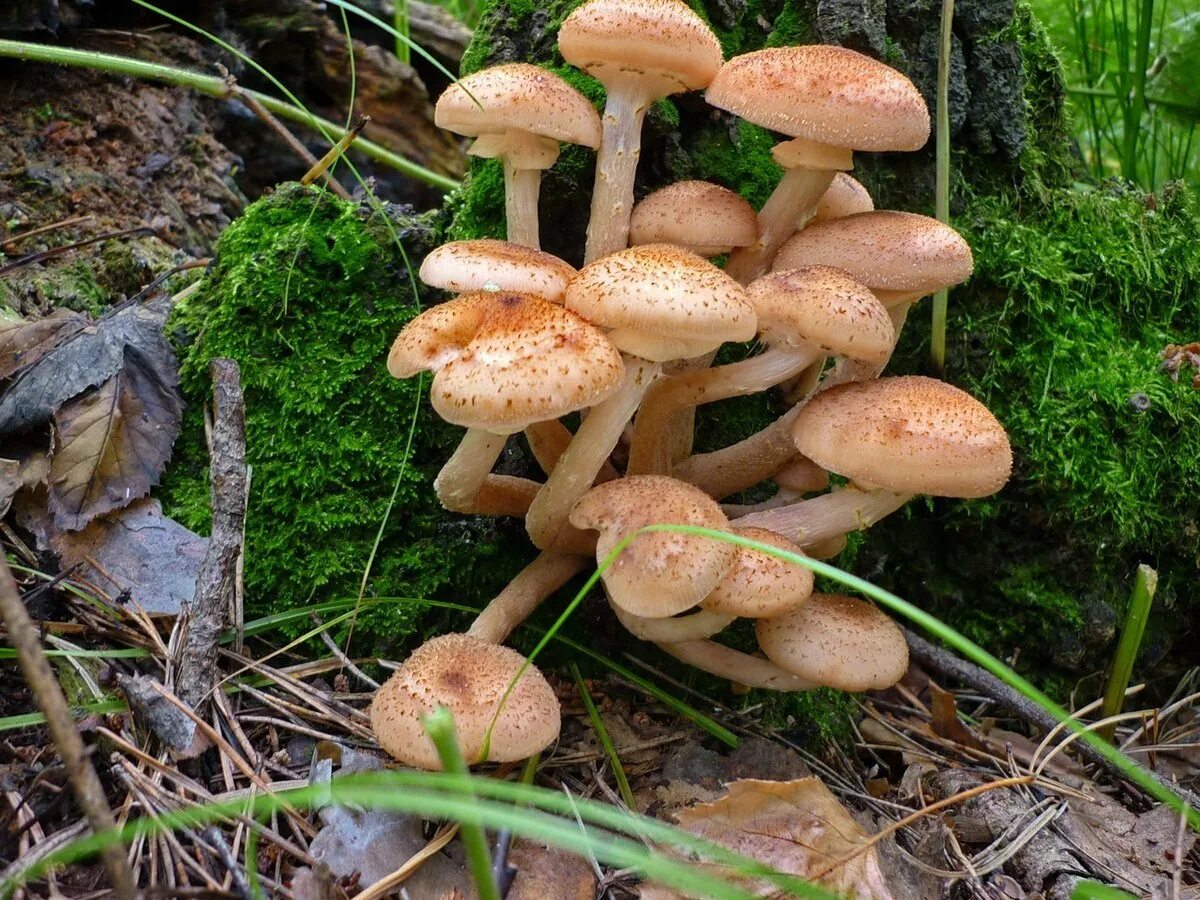 козляк (suillus bovinus). тонконогие грибы. опята на пне. гриб опёнок осенний. опята крымские.