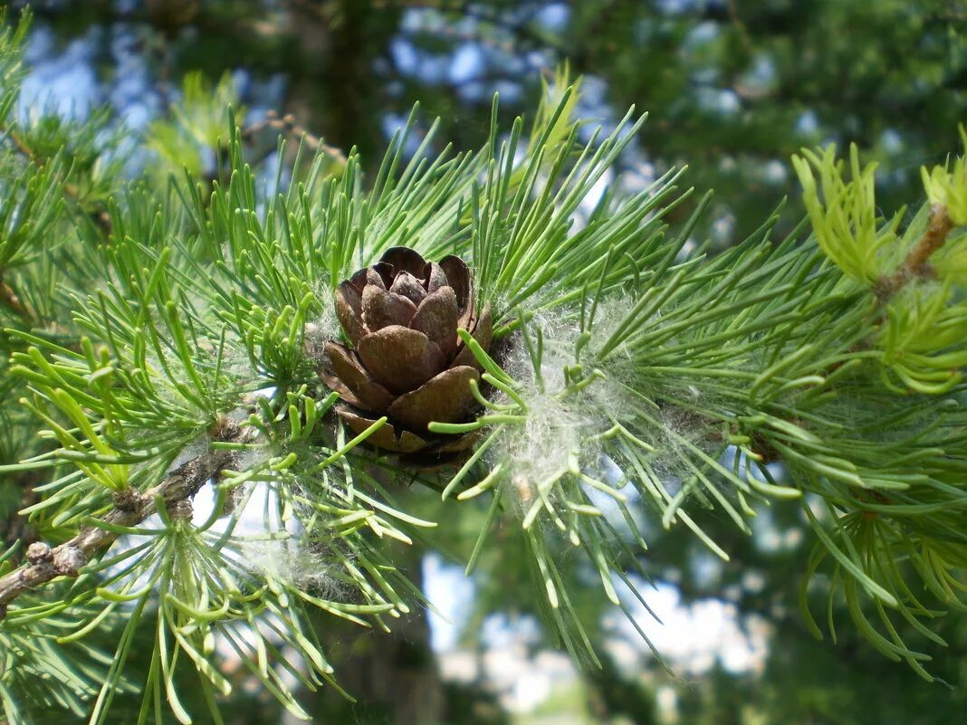 лиственница насекомое. шелкопряд кедровый сибирский. лиственница насекомое. насекомые елового леса. сибирский коконопряд гусеница.