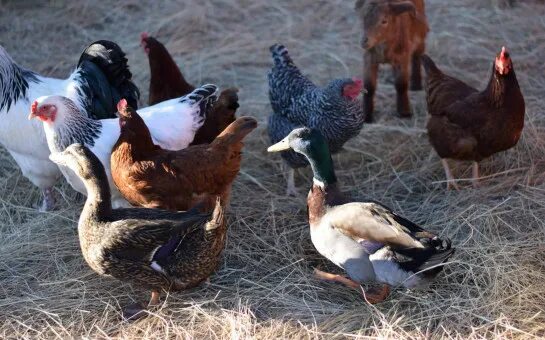 Earliest Archaeological Evidence Of Turkey Domestication Found In Tennessee Wild