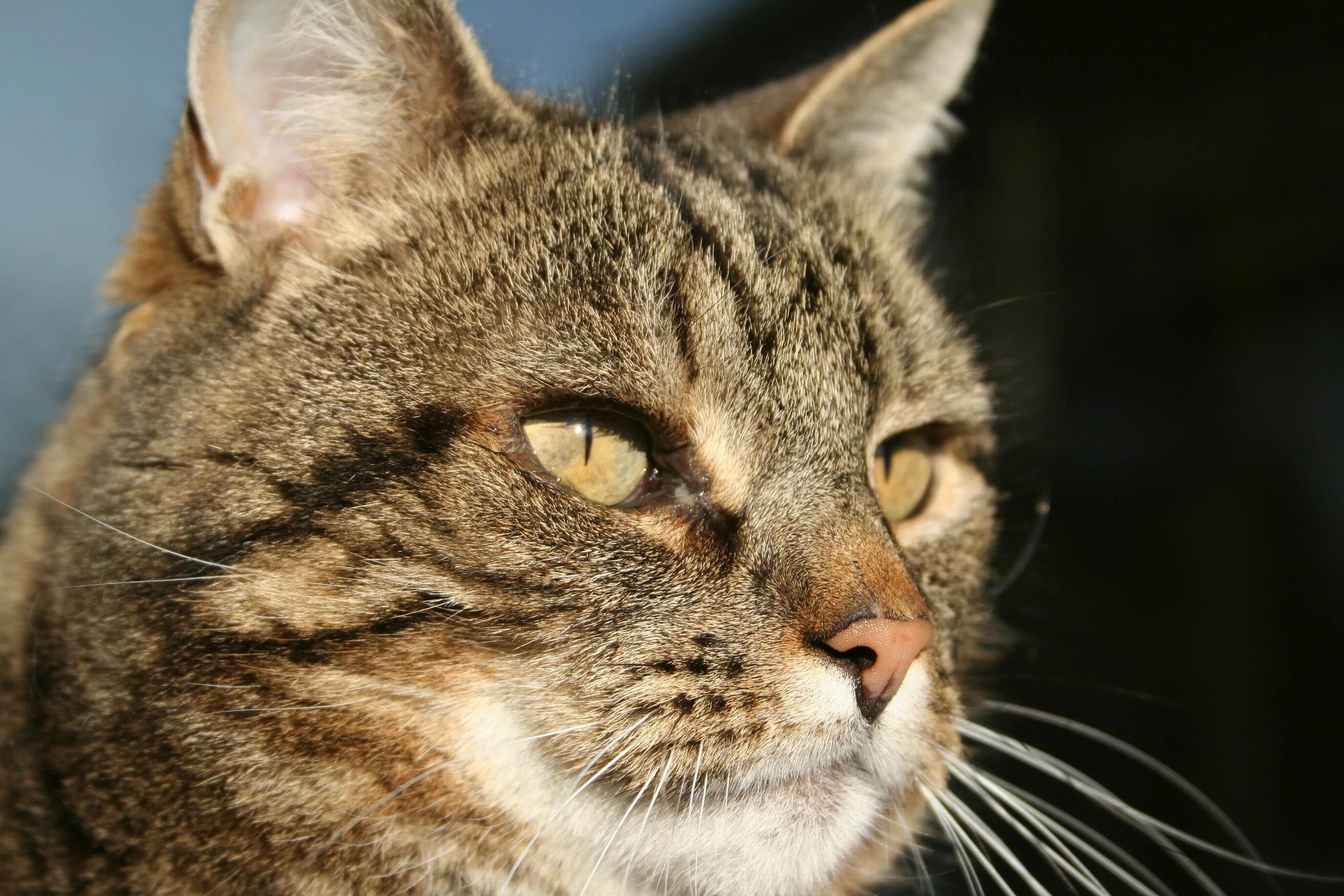 Кот издает странные. Фелис катус. felis silvestris. felis silvestris catus кот. европейская кошка.