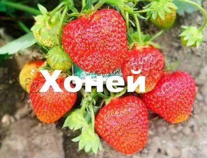 Сорт хоней описание