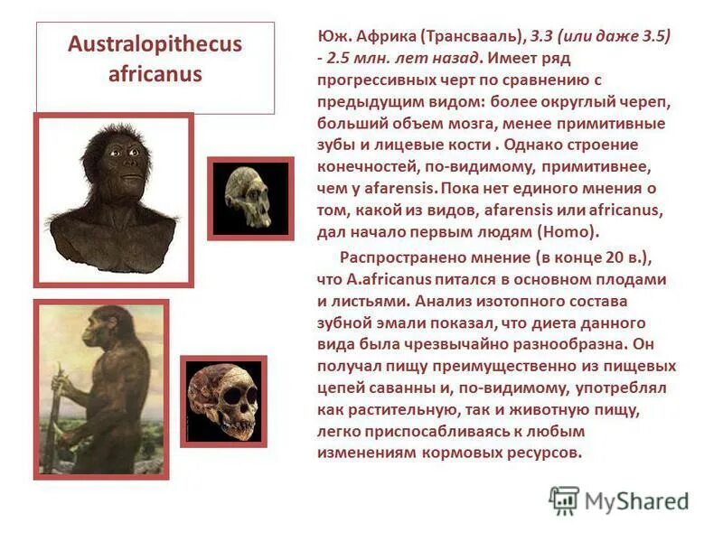 этапы становления человека. прогрессивные черты в развитии древнейших людей. синантроп хронологический возраст. древнейшие люди питекантроп исторический возраст. образ жизни древних людей архантропы.