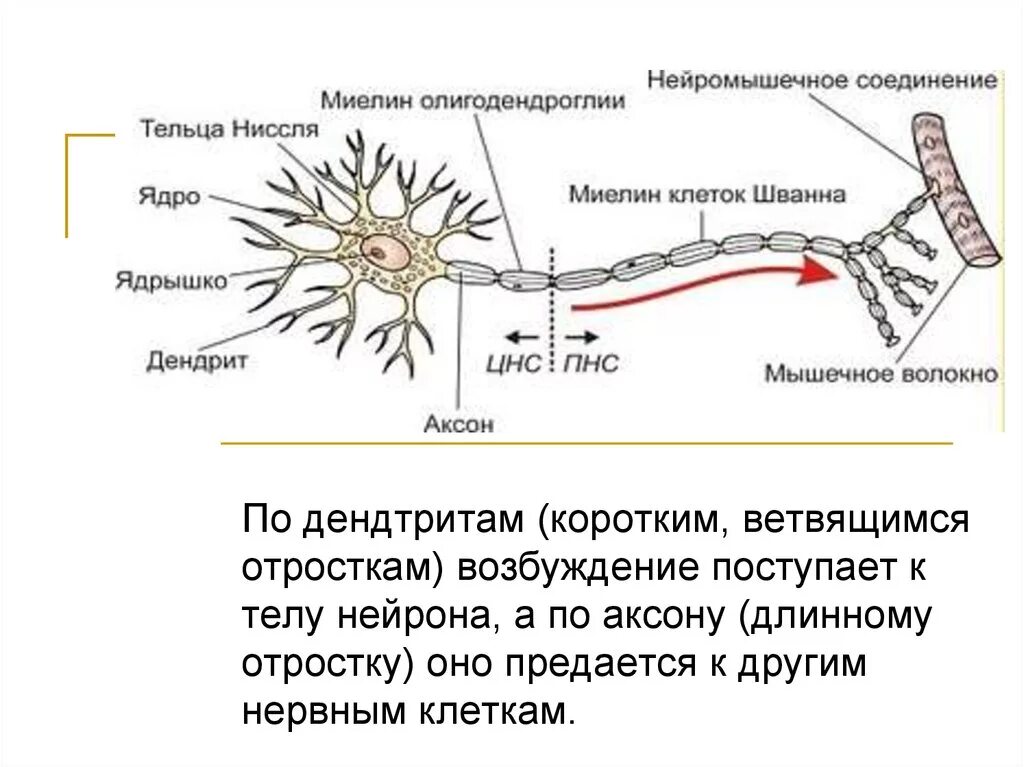 Короткие ветвящиеся отростки нервных клеток. Строение нейрона. Короткий отросток нейрона. Ветвящийся отросток нервной клетки. Длинный отросток нейрона.