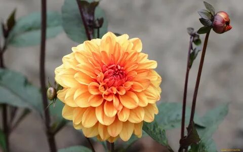 Цветы розы георгины